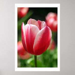 Tulp in de lente poster