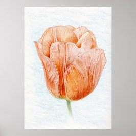 Tulp in peach poster