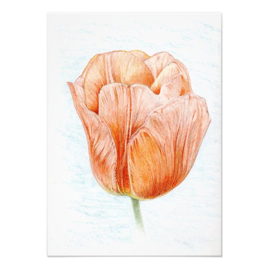 Tulp in Perzik Foto Afdruk (Voorkant)