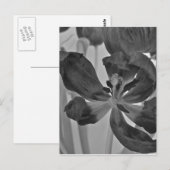 Tulp in zwart-wit Briefkaart (Voorkant / Achterkant)