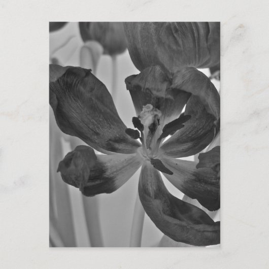 Tulp in zwart-wit Briefkaart (Voorkant)