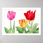 Tulp, Japanse houtblokkunst Poster (Voorkant)