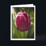Tulp Kaart<br><div class="desc">This flower foto is vervolbaar voor de spring foliday card,  Mother's day or a birthday.</div>