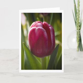 Tulp Kaart