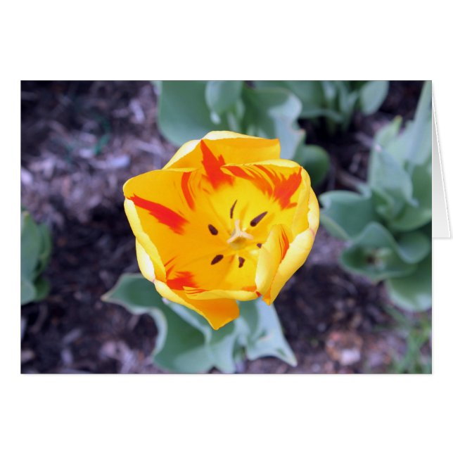 Tulp-Kaart (Voorkant Horizontaal)