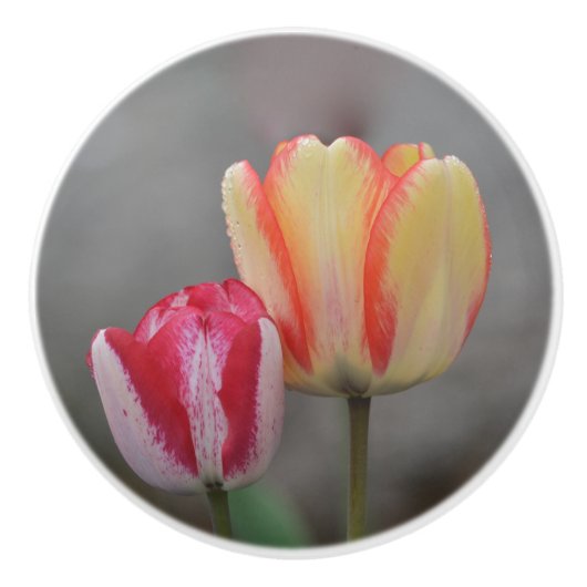 Tulp Keramische knop (Voorkant)