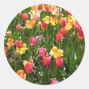 Tulp, kleurrijk ronde sticker