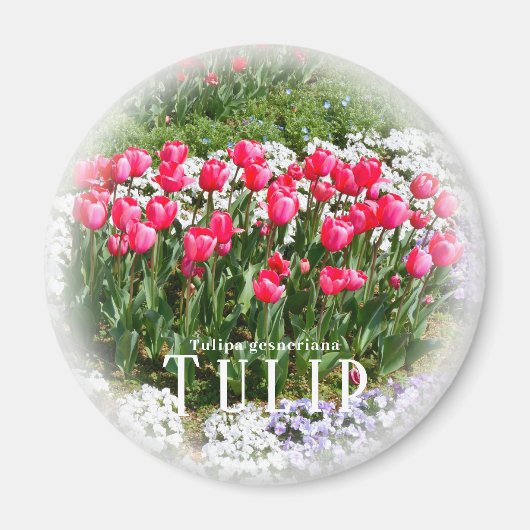 Tulp Magneet (Voorkant)
