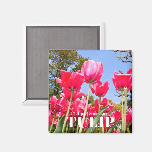 Tulp Magneet (Voorkant / Achterkant)