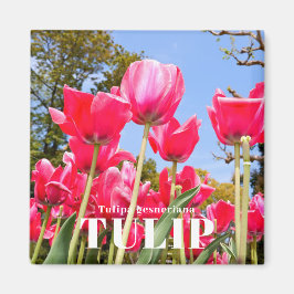 Tulp Magneet