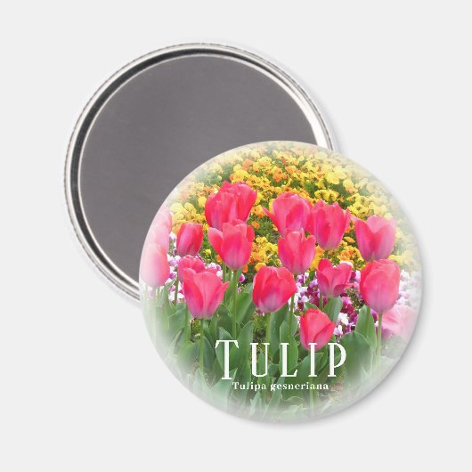 Tulp Magneet (Voorkant / Achterkant)