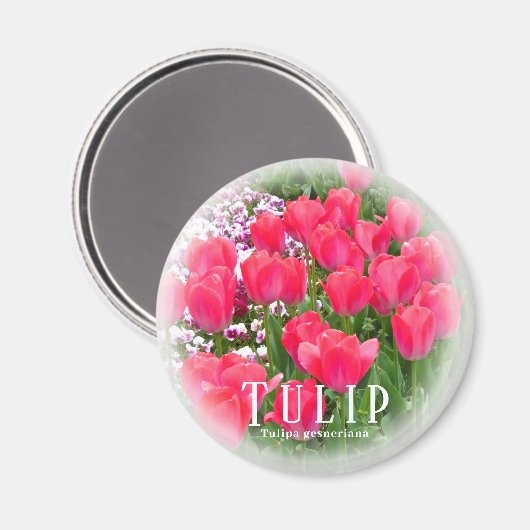 Tulp Magneet (Voorkant / Achterkant)