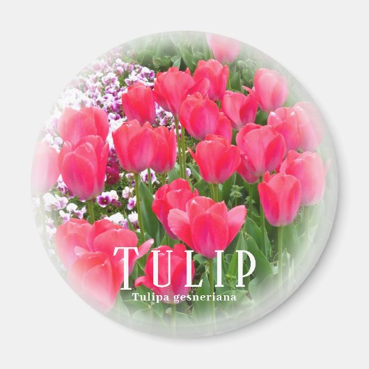 Tulp Magneet (Voorkant)