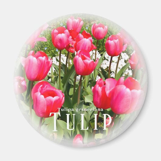 Tulp Magneet (Voorkant)