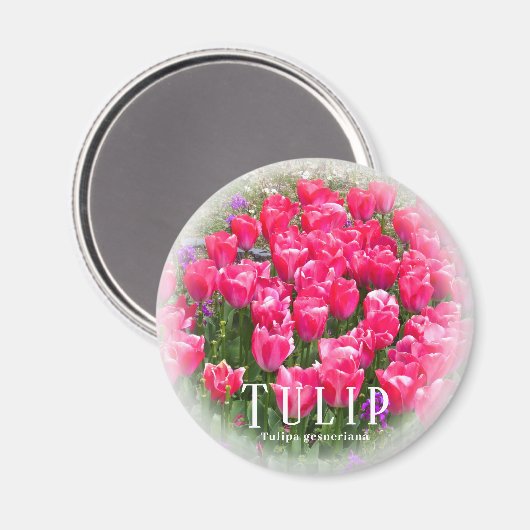 Tulp Magneet (Voorkant / Achterkant)