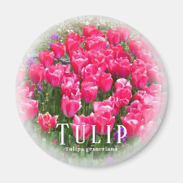 Tulp Magneet
