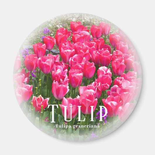 Tulp Magneet (Voorkant)