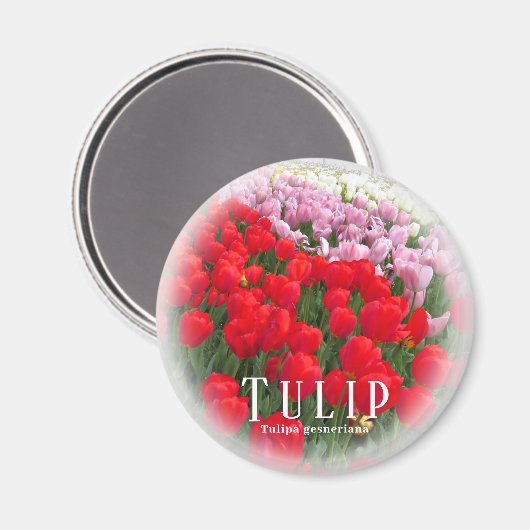 Tulp Magneet (Voorkant / Achterkant)