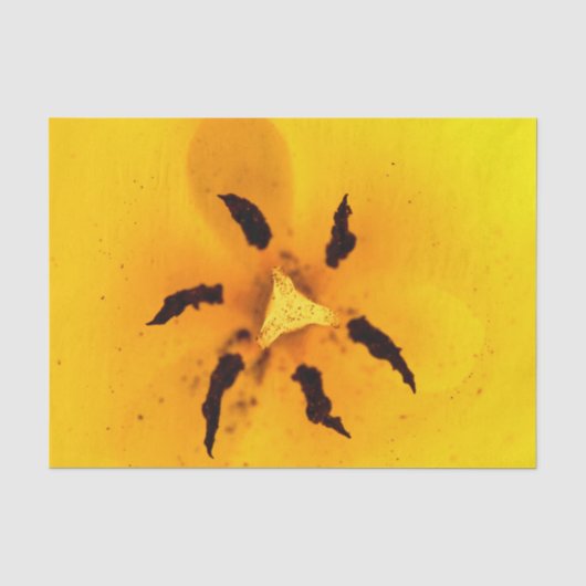 Tulp meeldraad en stuifmeel tissuepapier (Voorkant)