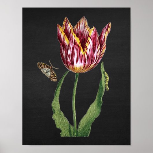 Tulp met Afbeelding Black Chalkboard, achtergrond  Poster (Voorkant)