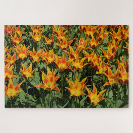 Tulp met leliebloem "Fly away." Oranje. Legpuzzel (Horizontaal)