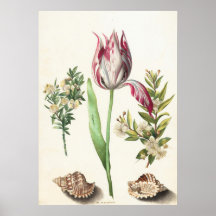 Tulp met schelpen botanische illustratie