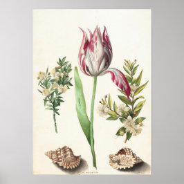 Tulp met schelpen botanische illustratie poster