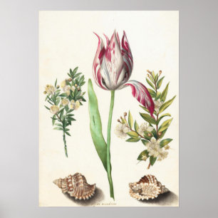 Tulp met Schelpen Botanische Illustratie Poster