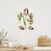 Tulp met schelpen botanische illustratie poster (Keuken)