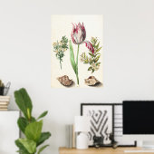 Tulp met schelpen botanische illustratie poster (Thuiskantoor)