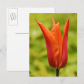 Tulp met waterdruppels 1 briefkaart (Voorkant / Achterkant)