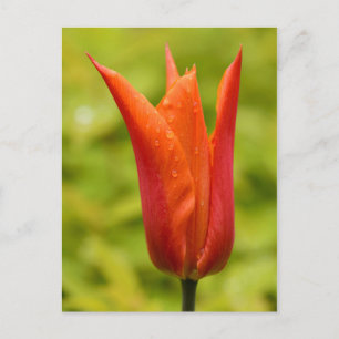 Tulp met waterdruppels 1 briefkaart