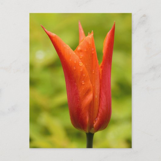 Tulp met waterdruppels 1 briefkaart (Voorkant)