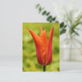 Tulp met waterdruppels 1 briefkaart (Staand voorkant)