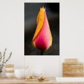 Tulp met waterdruppels 2 poster (Keuken)