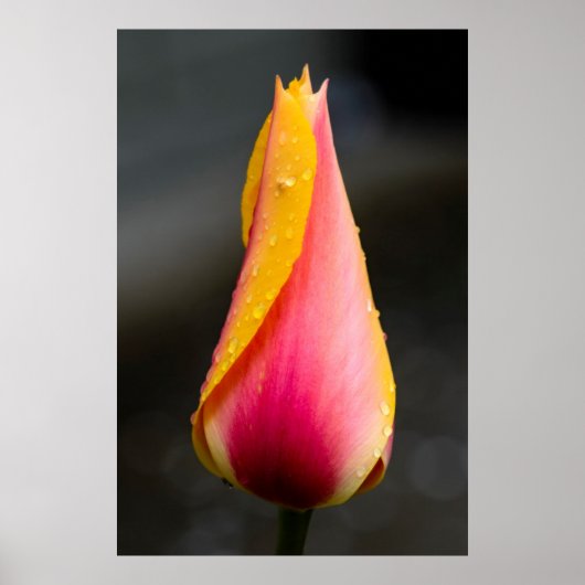 Tulp met waterdruppels 2 poster (Voorkant)