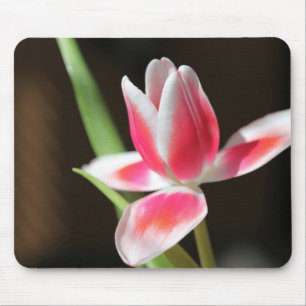 Tulp Muismat