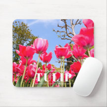 Tulp