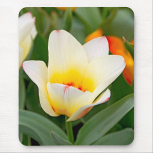 Tulp Muismat