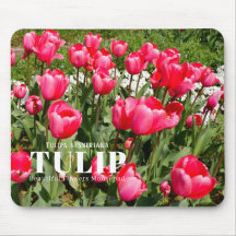 Tulp