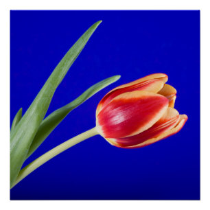 Tulp op blauwe achtergrond perfect poster