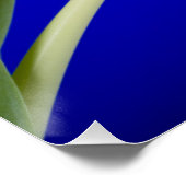 Tulp op blauwe achtergrond perfect poster (Hoek)