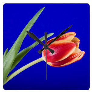 Tulp op blauwe achtergrond vierkante klok