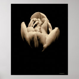  Tulp op zwarte achtergrond Poster
