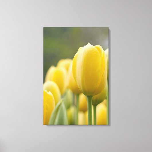 Tulp opstaan canvas afdruk (Voorkant)