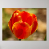 Tulp Oranje Poster (Voorkant)