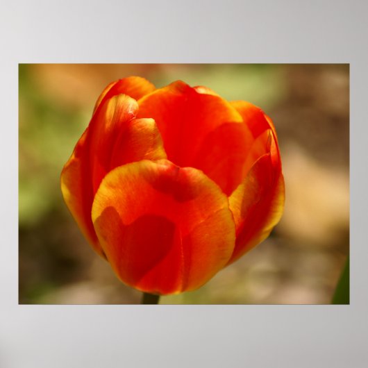 Tulp Oranje Poster (Voorkant)