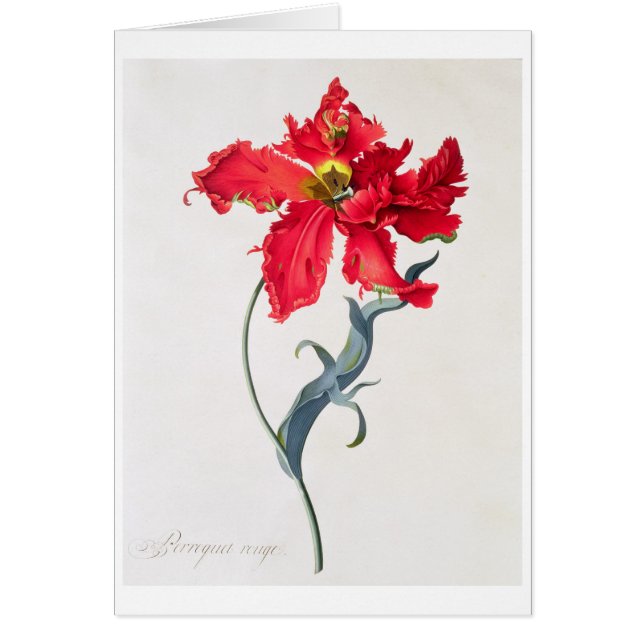 Tulp: Perroquet Rouge (Voorkant)