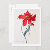 Tulp: Perroquet Rouge Briefkaart (Voorkant / Achterkant)