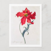 Tulp: Perroquet Rouge Briefkaart (Voorkant)